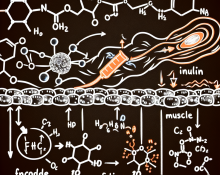 Cómo afecta Insulina a la sensación de fatiga muscular